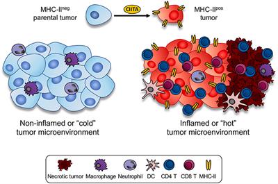 CIITA-Driven MHC Class II Expressing Tumor Cells as Antigen Presenting Cell Performers: Toward the Construction of an Optimal Anti-tumor Vaccine